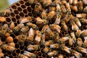 The bee marked in yellow is this hive's queen (roughly dead center in this image). There is usually only one queen in a hive, which the worker honeybees feed, follow, and protect.