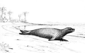 Extinct Caribbean Monk Seal, Monachus tropicalis. Illustration from The Fisheries and Fisheries Industries of the United States, by George Brown Goode, 1887./n