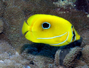 Bennett's butterflyfish (Chaetodon bennetti) in Fiji./n