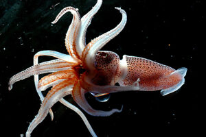 Squid, Histioteuthis sp.