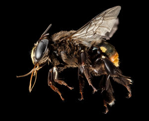 Centris haemorrhoidalis, a bee  found in Puerto Rico. This one is male.