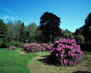 pflanze weihnachtsstern kaufen Weihnachtsstern-Blumensamen – Pure Asia Seeds main image 1