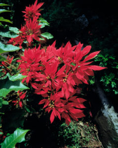 Bildagentur | mauritius images | Weihnachtssterne, Christsterne,  Christsternbusch, Spanien, Teneriffa, Kanarische Inseln, Christmas stars,  bush of Christmas stars, Spain, Tenerife, Canary Islands