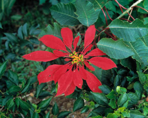 Bildagentur | mauritius images | Weihnachtsstern, Christstern, Christmas  Star
