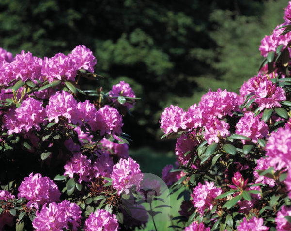 rhododendron europa 93 Yakushimanum-Rhododendron 'Doc' - Rhododendron yakushimanum Doc