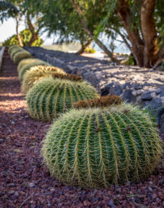Spanien, Kanaren, Teneriffa, Gartenanlage, Kakteen Spanien, Kanaren, Teneriffa, Gartenanlage, Kakteen