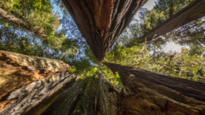 USA, Kalifornien, Redwood National Park, Küstenmammutbaum, Sequoia sempervirens USA, Kalifornien, Redwood National Park, Küstenmammutbaum, Sequoia sempervirens