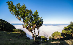 Portugal, Madeira, Fanal Portugal, Madeira, Fanal