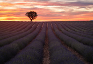 Frankreich, Alpes-Côte d’Azur, Provence, Valensole Frankreich, Alpes-Côte d’Azur, Provence, Valensole
