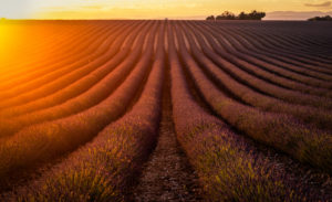 Frankreich, Alpes-Côte d’Azur, Provence, Valensole Frankreich, Alpes-Côte d’Azur, Provence, Valensole