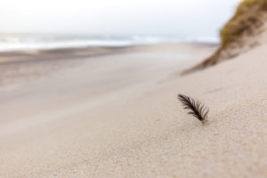 Feather in the sand near Sondervig Feather in the sand near Sondervig