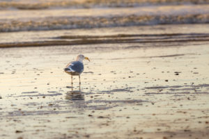 Seagull with food at the beach Seagull with food at the beach