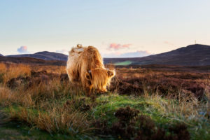 A highland cattle near Durness A highland cattle near Durness