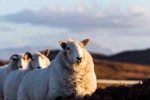 A few sheeps on the highway A836 in the scottish highlands A few sheeps on the highway A836 in the scottish highlands