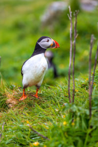 Puffin colony on Lunga Island Puffin colony on Lunga Island