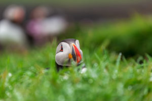 Puffin colony on Lunga Island Puffin colony on Lunga Island