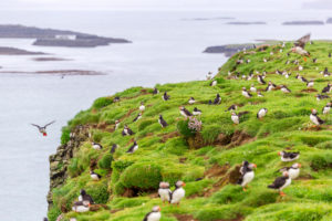 Puffin colony on Lunga Island Puffin colony on Lunga Island