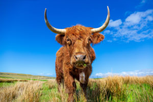 Highland cattle on a meadow near Culkein, Stoer peninsula Highland cattle on a meadow near Culkein, Stoer peninsula