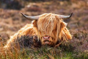 Highland cattle on the Applecross peninsula Highland cattle on the Applecross peninsula