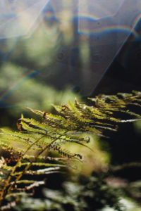 Fern in National Park Harz Fern in National Park Harz