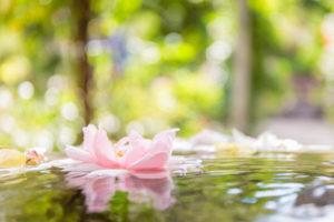 Floating flower in the rose garden of the former Franciscan monastery in Ystad, Europe, Sweden, Floating flower in the rose garden of the former Franciscan monastery in Ystad, Europe, Sweden,