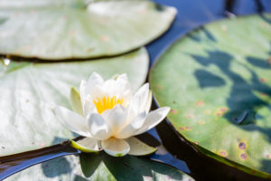 Water lily (Nymphaea) on a small lake in Paradisbakkerne, Europe, Denmark, Bornholm, Water lily (Nymphaea) on a small lake in Paradisbakkerne, Europe, Denmark, Bornholm,