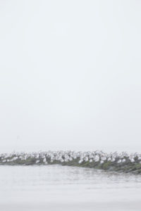 Europe, Germany, Lower Saxony, Otterndorf. A flock of wintering Sanderlings (Calidris alba) sits dormant and sleeping on a bune. Behind it lies the Elbe in dense sea fog. Europe, Germany, Lower Saxony, Otterndorf. A flock of wintering Sanderlings (Calidris alba) sits dormant and sleeping on a bune. Behind it lies the Elbe in dense sea fog.
