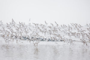 Europe, Germany, Lower Saxony, Otterndorf. A flock of wintering Sanderlinge (Calidris alba) flies excitedly over the Elbe, which is barely visible in the dense sea mist. Europe, Germany, Lower Saxony, Otterndorf. A flock of wintering Sanderlinge (Calidris alba) flies excitedly over the Elbe, which is barely visible in the dense sea mist.