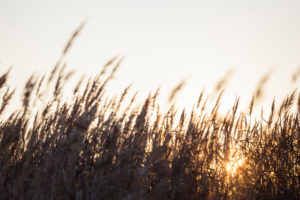 Europe, Germany, Lower Saxony, Otterndorf. Behind the coastal reeds, the sun slowly rises. Europe, Germany, Lower Saxony, Otterndorf. Behind the coastal reeds, the sun slowly rises.
