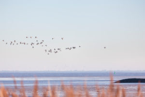 Europe, Germany, Lower Saxony, Otterndorf. Canada and Greylag geese fly over the Elbe estuary at sunrise. Europe, Germany, Lower Saxony, Otterndorf. Canada and Greylag geese fly over the Elbe estuary at sunrise.