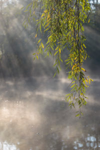 Europe, Germany, Lower Saxony, Otterndorf. Behind the twig of a white willow (Salix alba), on a frosty morning, the rays of the sun break through the mist and bank of the river Medem. Europe, Germany, Lower Saxony, Otterndorf. Behind the twig of a white willow (Salix alba), on a frosty morning, the rays of the sun break through the mist and bank of the river Medem.