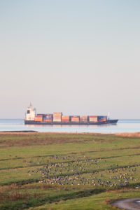 Europe, Germany, Lower Saxony, Otterndorf. A flock of white-cheeked geese (Branta leucopsis) picking in the meadows of the Outer Dike, Behind it, a container freighter travels over the quiet Elbe in the evening light. Europe, Germany, Lower Saxony, Otterndorf. A flock of white-cheeked geese (Branta leucopsis) picking in the meadows of the Outer Dike, Behind it, a container freighter travels over the quiet Elbe in the evening light.