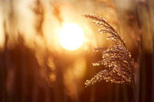 Europe, Germany, Lower Saxony, Otterndorf. In the golden evening light, the reed swings in the cool wind. Europe, Germany, Lower Saxony, Otterndorf. In the golden evening light, the reed swings in the cool wind.
