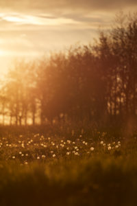 Europe, Germany, Lower Saxony, Otterndorf. In the evening backlight the dandelions (Taraxacum officinale) shine on an empty paddock. Europe, Germany, Lower Saxony, Otterndorf. In the evening backlight the dandelions (Taraxacum officinale) shine on an empty paddock.