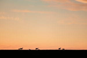 Europe, Germany, Lower Saxony, Otterndorf. Ewes with their lambs on the dike. Europe, Germany, Lower Saxony, Otterndorf. Ewes with their lambs on the dike.
