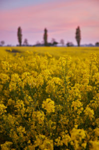 Europe, Germany, Lower Saxony, Otterndorf. At dusk, the height clouds shine over a rapeseed field. Europe, Germany, Lower Saxony, Otterndorf. At dusk, the height clouds shine over a rapeseed field.