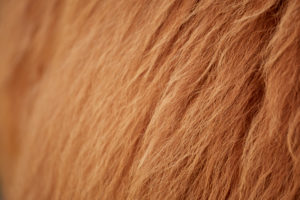 Europe, Germany, Lower Saxony, Otterndorf. Close-up of the fur of a Scottish highland cattle. Europe, Germany, Lower Saxony, Otterndorf. Close-up of the fur of a Scottish highland cattle.