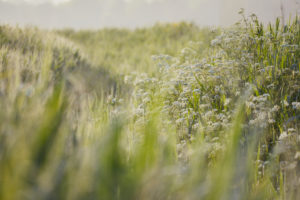 Europe, Germany, Lower Saxony, Otterndorf. A ditch overgrown with meadow chervil in the early morning light. Europe, Germany, Lower Saxony, Otterndorf. A ditch overgrown with meadow chervil in the early morning light.
