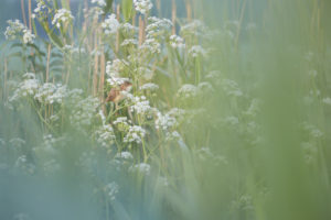 Europe, Germany, Lower Saxony, Otterndorf. In the early morning light, a reed warbler sings hidden in a ditch overgrown with meadow chervil. Europe, Germany, Lower Saxony, Otterndorf. In the early morning light, a reed warbler sings hidden in a ditch overgrown with meadow chervil.