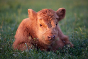 Europe, Germany, Lower Saxony, Otterndorf. The four-week-old bull calf of a herd of Scottish highland cattle lies in the grass at dusk. Europe, Germany, Lower Saxony, Otterndorf. The four-week-old bull calf of a herd of Scottish highland cattle lies in the grass at dusk.