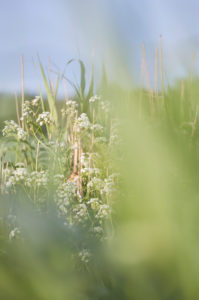 Europe, Germany, Lower Saxony, Otterndorf. In the early morning light, a reed warbler sings hidden in a ditch overgrown with meadow chervil. Europe, Germany, Lower Saxony, Otterndorf. In the early morning light, a reed warbler sings hidden in a ditch overgrown with meadow chervil.