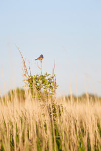 Europe, Germany, Lower Saxony, Otterndorf. A white star bluethroat (Luscinia svecica cyanecula) calls from a small tree in the reed bed. Europe, Germany, Lower Saxony, Otterndorf. A white star bluethroat (Luscinia svecica cyanecula) calls from a small tree in the reed bed.