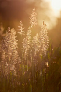 Europe, Germany, Lower Saxony, Otterndorf. On a wild meadow, soft honey grass (Holcus mollis) glows against the light. Europe, Germany, Lower Saxony, Otterndorf. On a wild meadow, soft honey grass (Holcus mollis) glows against the light.