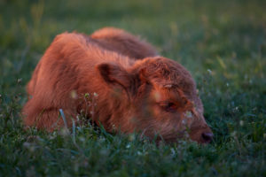Europe, Germany, Lower Saxony, Otterndorf. The four-week-old bull calf of a herd of Scottish highland cattle lies dozing in the grass at dusk. Europe, Germany, Lower Saxony, Otterndorf. The four-week-old bull calf of a herd of Scottish highland cattle lies dozing in the grass at dusk.
