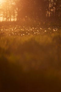Europe, Germany, Lower Saxony, Otterndorf. In the evening backlight the dandelions (Taraxacum officinale) shine on an empty paddock. Europe, Germany, Lower Saxony, Otterndorf. In the evening backlight the dandelions (Taraxacum officinale) shine on an empty paddock.