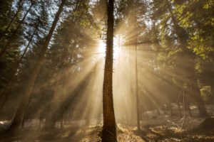 Europe, Montenegro, Žabljak Municipality, Dumitor National Park, Žabljak, forest, sunbeams Europe, Montenegro, Žabljak Municipality, Dumitor National Park, Žabljak, forest, sunbeams