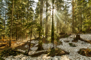 Europe, Montenegro, Žabljak Municipality, Dumitor National Park, Žabljak, forest, sunbeams Europe, Montenegro, Žabljak Municipality, Dumitor National Park, Žabljak, forest, sunbeams