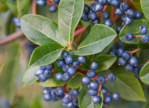 Bildagentur | mauritius images | Blaue Honigbeere (Lonicera caerulea 'Morena ')