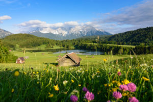 Municipality Krün, lake Geroldsee (Wagenbrüchsee), alpine pasture alp, mountain Karwendel, meadow, flowers in Oberbayern, Garmisch-Partenkirchen, Upper Bavaria, Bayern / Bavaria, Germany Municipality Krün, lake Geroldsee (Wagenbrüchsee), alpine pasture alp, mountain Karwendel, meadow, flowers in Oberbayern, Garmisch-Partenkirchen, Upper Bavaria, Bayern / Bavaria, Germany