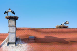 Rust, nest of white stork (Ciconia ciconia), juvenile storks waiting at nest, Town Hall roof in Neusiedler See (Lake Neusiedl), Burgenland, Austria Rust, nest of white stork (Ciconia ciconia), juvenile storks waiting at nest, Town Hall roof in Neusiedler See (Lake Neusiedl), Burgenland, Austria
